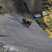 lulu attempting more of the kyloe out girdle